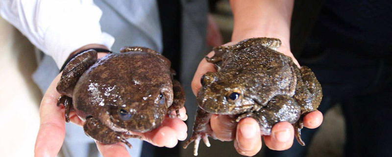 养石蛙的饲料哪里买（石蛙养殖吃什么饲料）