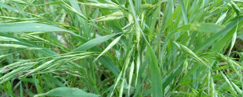 野麦子用什么除草剂（野麦子用什么除草剂好?）