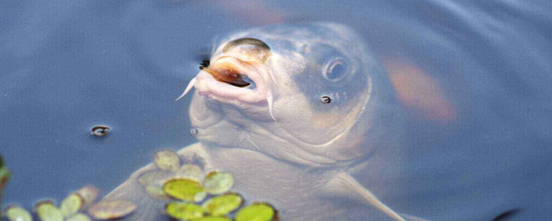 鲤鱼养殖喂什么饲料 鲤鱼能做什么饲料