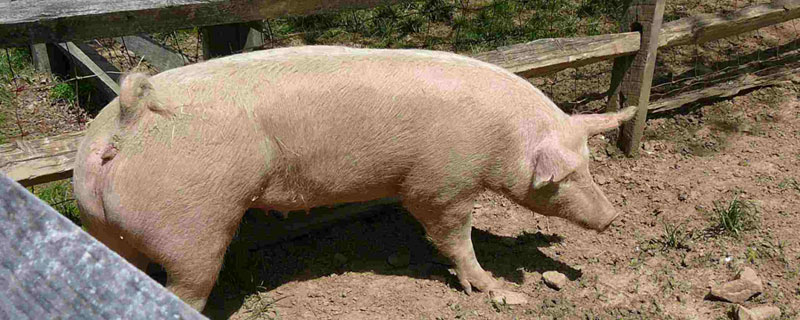 猪圈里面需要什么(猪圈还能养什么)