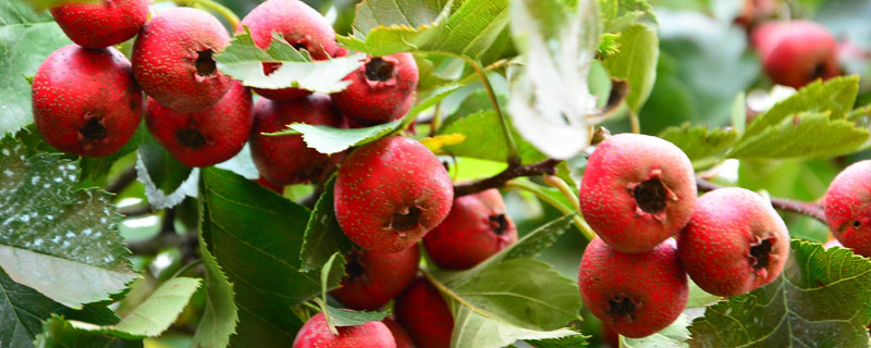 山楂的种类 山楂的种类有哪些图片