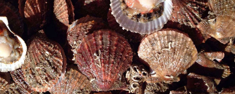 扇贝的种类 扇贝的种类以及食用方法