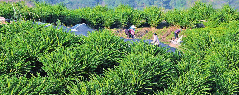 适合河南种植的药材品种（适合河南地区种植的高价值药材有哪些?）