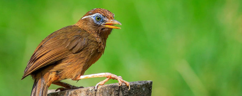 画眉适合新手养吗 新手画眉用什么好