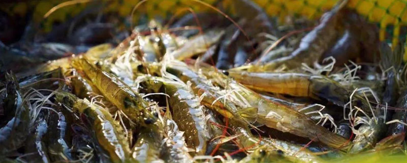 对虾苗如何运输（运虾苗有几种方法）