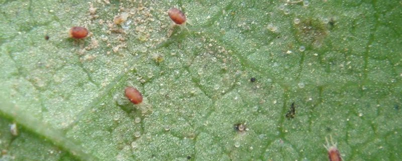 专杀柑橘红蜘蛛特效药（杀柑橘红蜘蛛药配方）