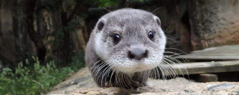 宠物水獭好养吗 水獭会跟人产生感情吗