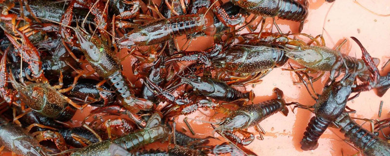 小龙虾人工养殖亩产大概多少 小龙虾养殖亩产多少斤