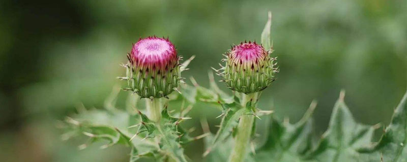 刺儿菜和蒲公英的区别是什么 刺儿菜和蒲公英的区别是什么图片