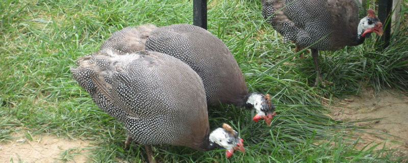 珍珠鸡是什么鸡 珍珠鸡是什么样的鸡?