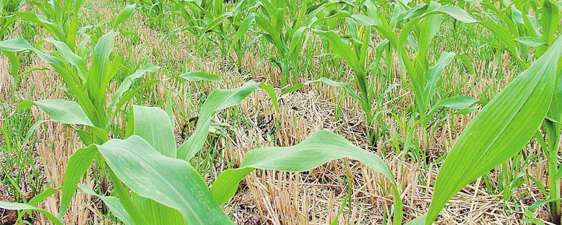 除草剂打了多久才安全 除草剂打了多久才安全 百度网盘