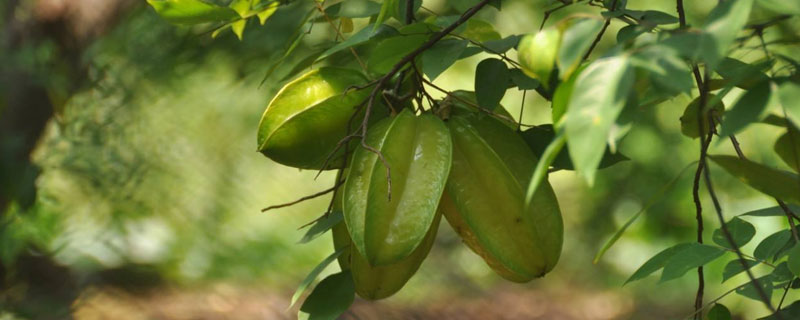 杨桃在北方可以种植吗 杨桃种植条件