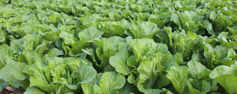 苯醚甲环唑会抑制生长吗 苯醚甲环唑会不会抑制生长