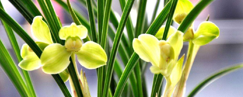 兰花的特点 兰花的特点描写