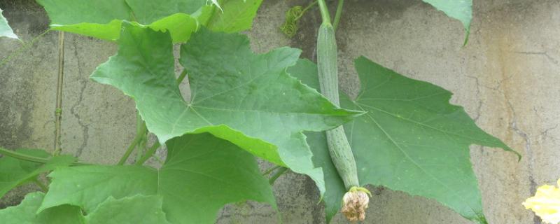 亩产五万斤丝瓜高产技术 亩产五万斤丝瓜高产技术(丝瓜高产栽培新技术