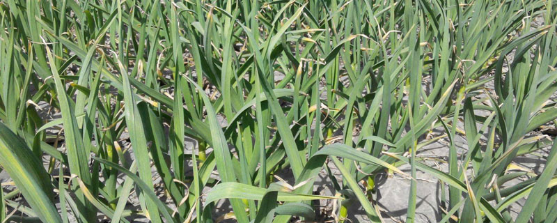 种植蒜苗的收获，亩产量及亩收入（蒜苗亩产量一般是多少）