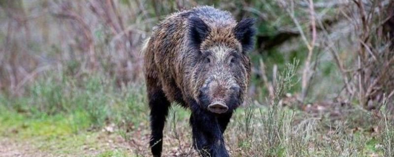 野猪体重，野猪可以养殖吗（野猪允许养殖吗）