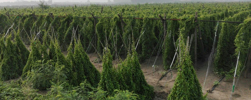 如何悬空种植山药 悬空种植山药的技术