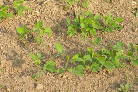 黄豆苗前封闭用什么药,什么时间打?