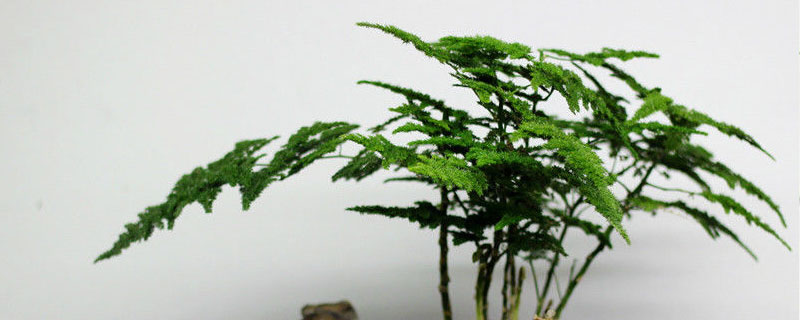 云竹的养殖方法和注意事项有哪些 云竹的养殖方法和注意事项有哪些图片