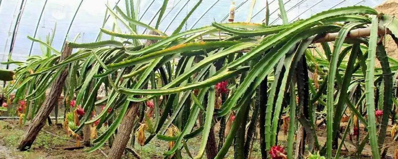 北方火龙果树种植（北方火龙果盆栽种植方法）