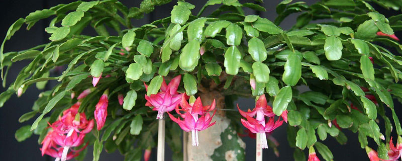 蟹爪兰的养殖方法(蟹爪兰的养殖方法和浇水)