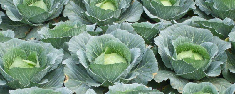 甘蓝的种植方法和时间（如何种植甘蓝,什么时候种植）