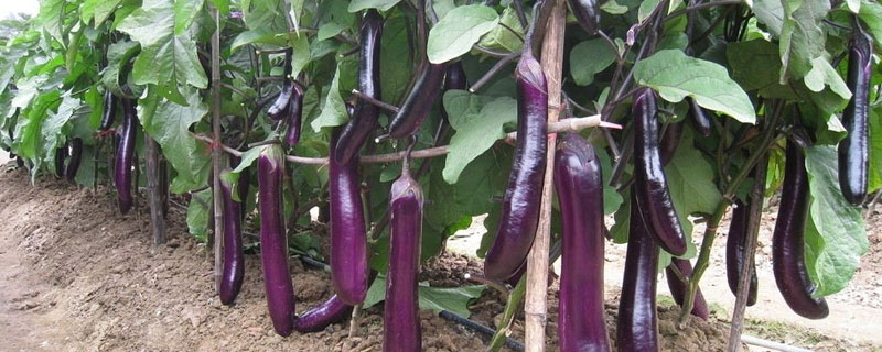 茄子田间管理技术要点（简述茄子苗期管理技术要点）