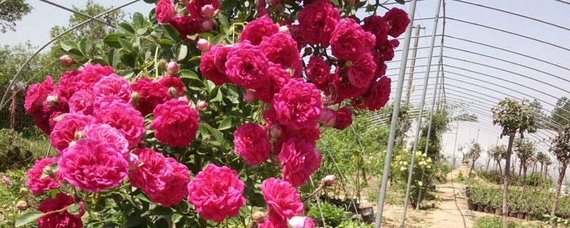 甜蜜红木香的养殖方法 甜蜜红木香移栽方法