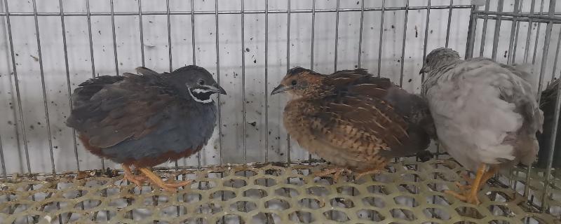 芦丁鸡公母怎么区分,附养殖方法(芦丁鸡怎样分公母视频)