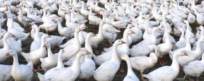 大鹅的寿命，大鹅害怕什么 大鹅为什么什么都不怕