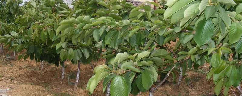 桃树育苗时间和方法(桃树怎么播种育苗)