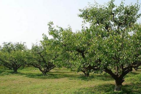 樱桃树打药的时机,上午还是下午,先里还是先外?