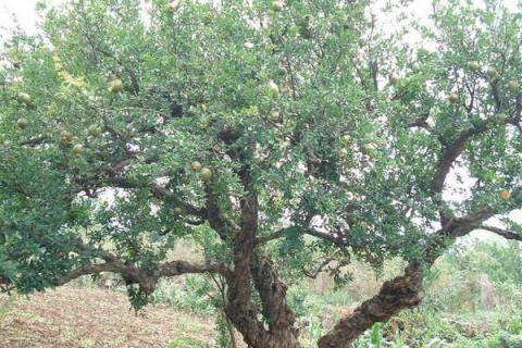 樱桃树打药的时机,上午还是下午,先里还是先外?