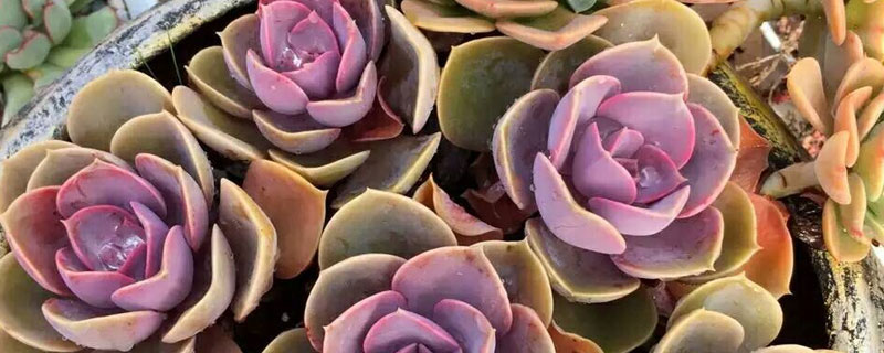 多肉红心莲的养殖方法 多肉红心莲适合家里养吗