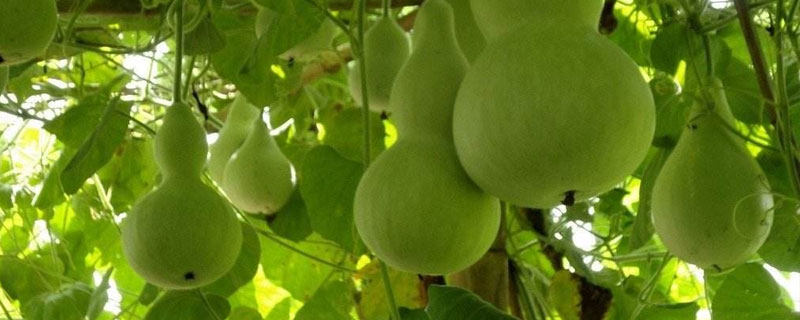 葫芦种植时间 葫芦种植时间和方法视频