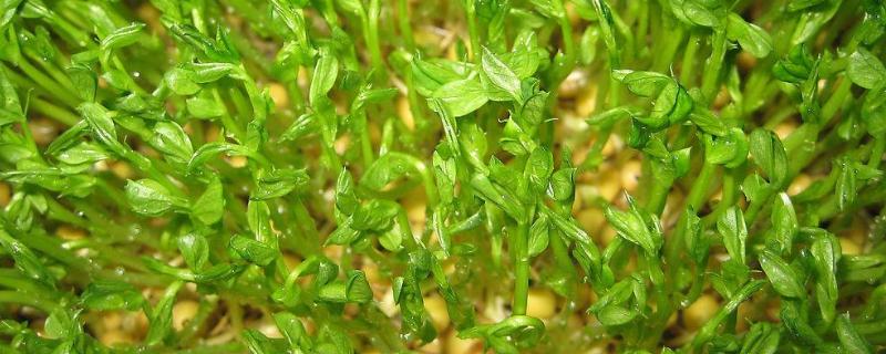 豆芽怎么种植方法,附过程(豆芽种植的方法)