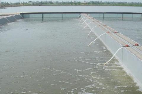 淡水鲈鱼的养殖方法，淡水鲈鱼和海鲈鱼的区别