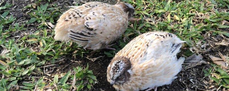 鹌鹑多久下一次蛋，附养殖方法（鹌鹑多久能下蛋?）