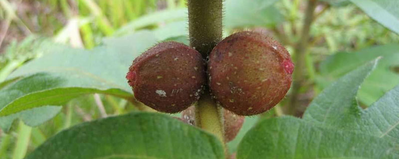 五指毛桃种植每亩产量 五指毛桃亩产值