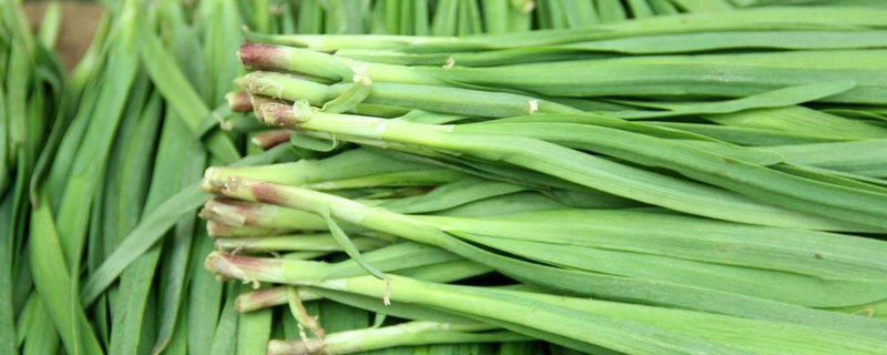 无土栽培韭菜技术 韭菜的无土栽培技术
