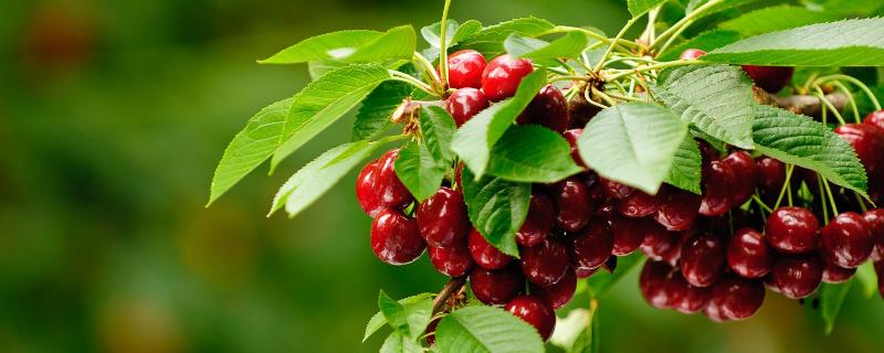 车厘子树苗什么时候种 车厘子树苗什么时候种植最好