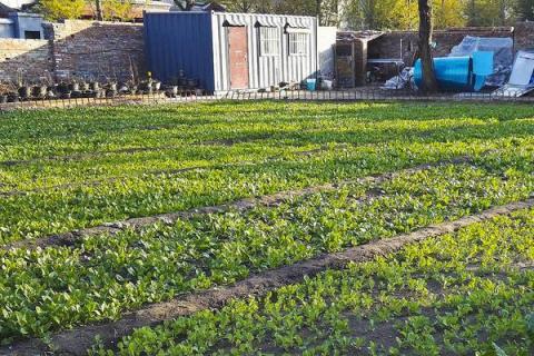 早春露地白菜种植技术