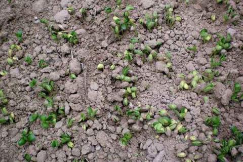 黄豆苗前封闭用什么药,什么时间打?