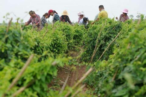 如何悬空种植山药
