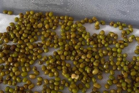 豆芽怎么种植方法,附过程