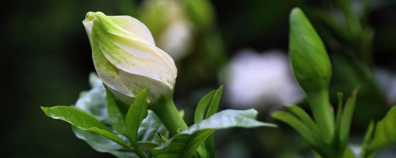 栀子花的养殖方法和注意事项 栀子花的养殖方法和注意事项冬季