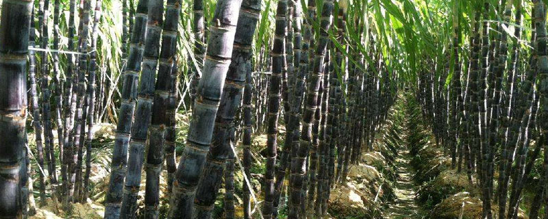 甘蔗施肥时间和方法（甘蔗什么时期施什么肥?）