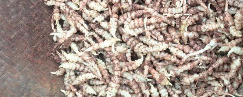 地环种植方法和时间 地环的种植方法和时间