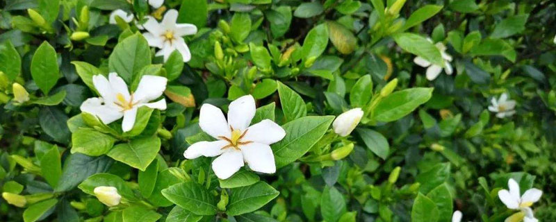 栀子花的养殖方法和注意事项北方 栀子花在北方的养殖方法和注意事项